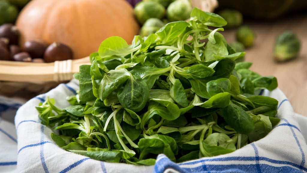 Die zarten, grünen Blättchen des Feldsalats sind empfindlich und sollten daher möglichst frisch auf den Teller kommen.
