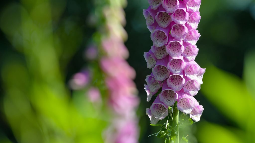 Schon der Verzehr von wenigen Blättern des Roten Fingerhuts kann für einen Menschen lebensbedrohlich sein. (Symbolbild)