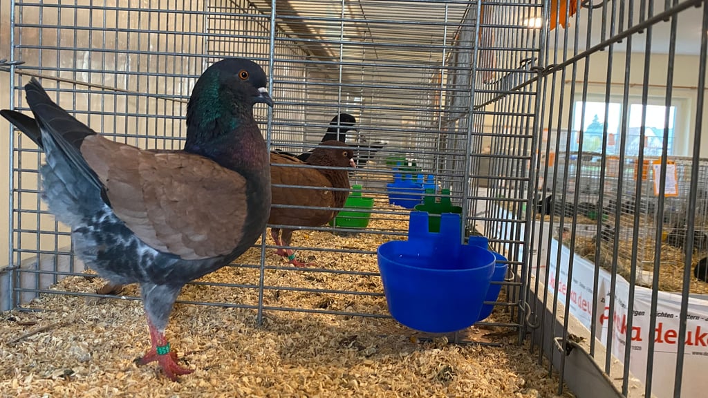 95 Tauben sind bei der 33. Ortsschau in Ferchland an der Elbe ausgestellt worden.