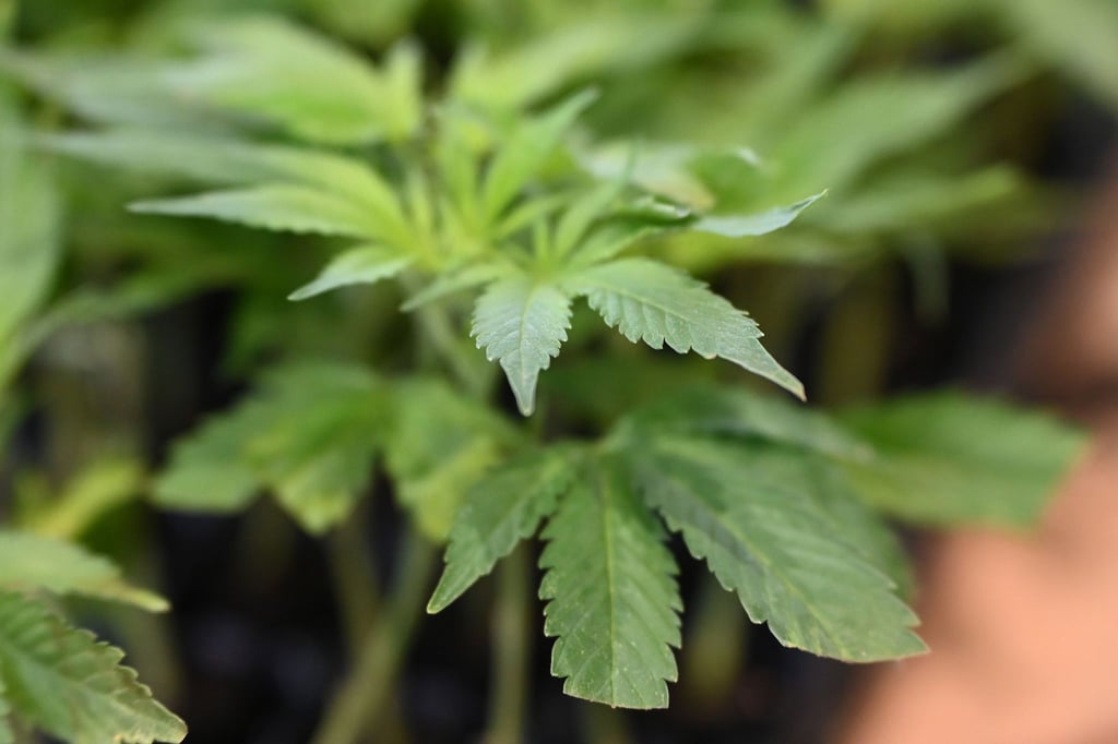 Die Ermittler entdeckten Marihuana. (Symbolbild)