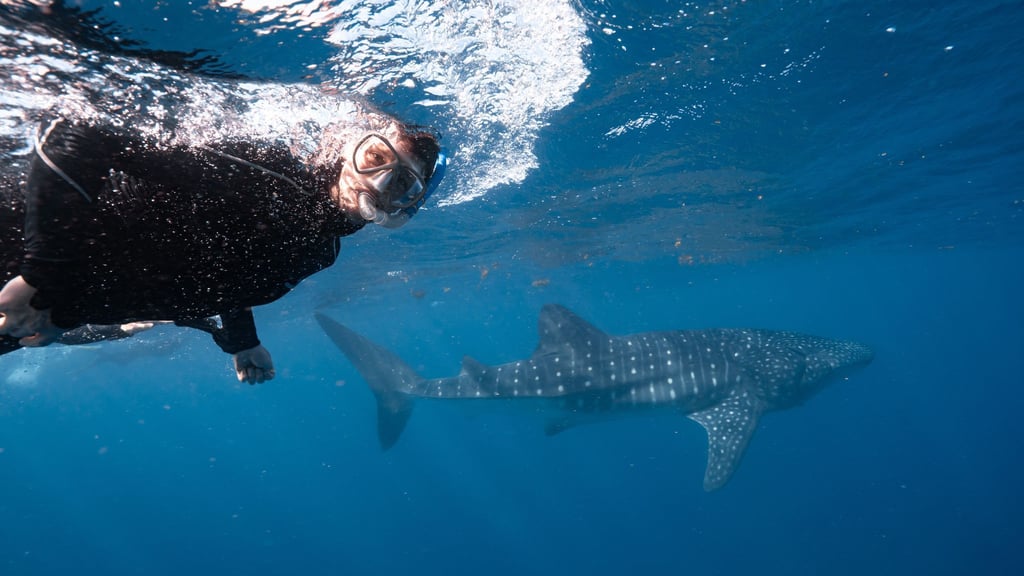 Der Walhai ist da: Auf organisierten Schnorcheltrips sieht man die Tiere mit hoher Wahrscheinlichkeit.
