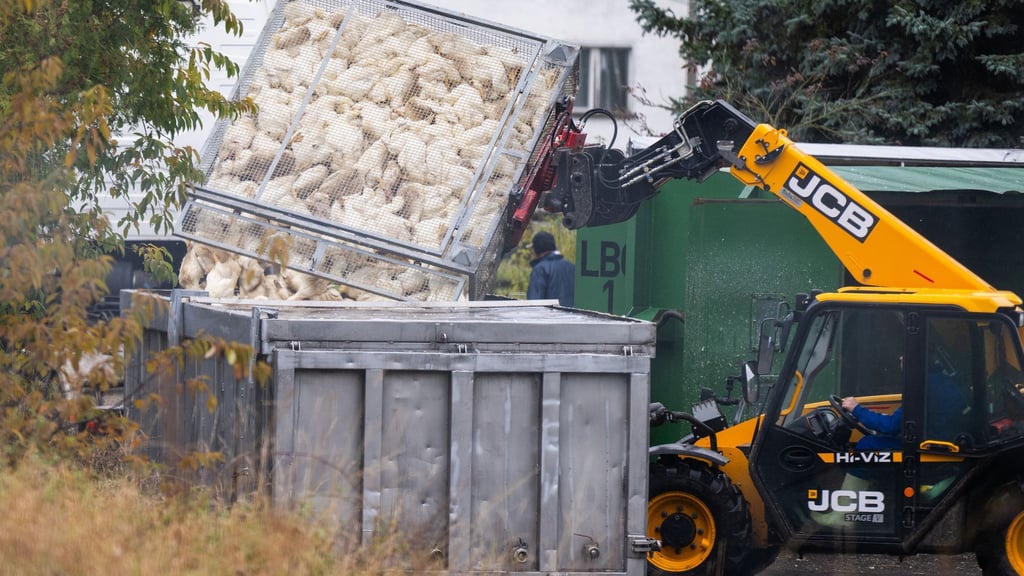 Die von der Geflügelpest besonders betroffenen Landkreise Cloppenburg und Oldenburg bekommen Unterstützung von weiteren Tierärzten.
