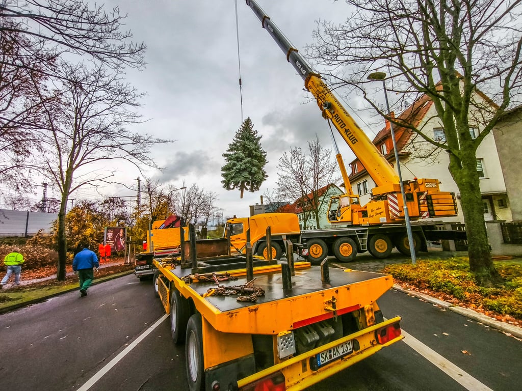16 Meter hoch und zweieinhalb Tonnen schwer ist der diesjährige Merseburger Weihnachtsbaum.