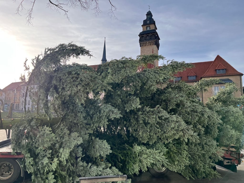 Ein 15 Meter hoher Weihnachtsbaum für den Zeitzer Altmarkt kam aus Droyßig an. 