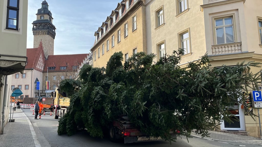 Mächtig, gewaltig: Stolze 15 Meter hoch und rundum sehr schön voll ist die Weihnachtstanne für den Altmarkt.