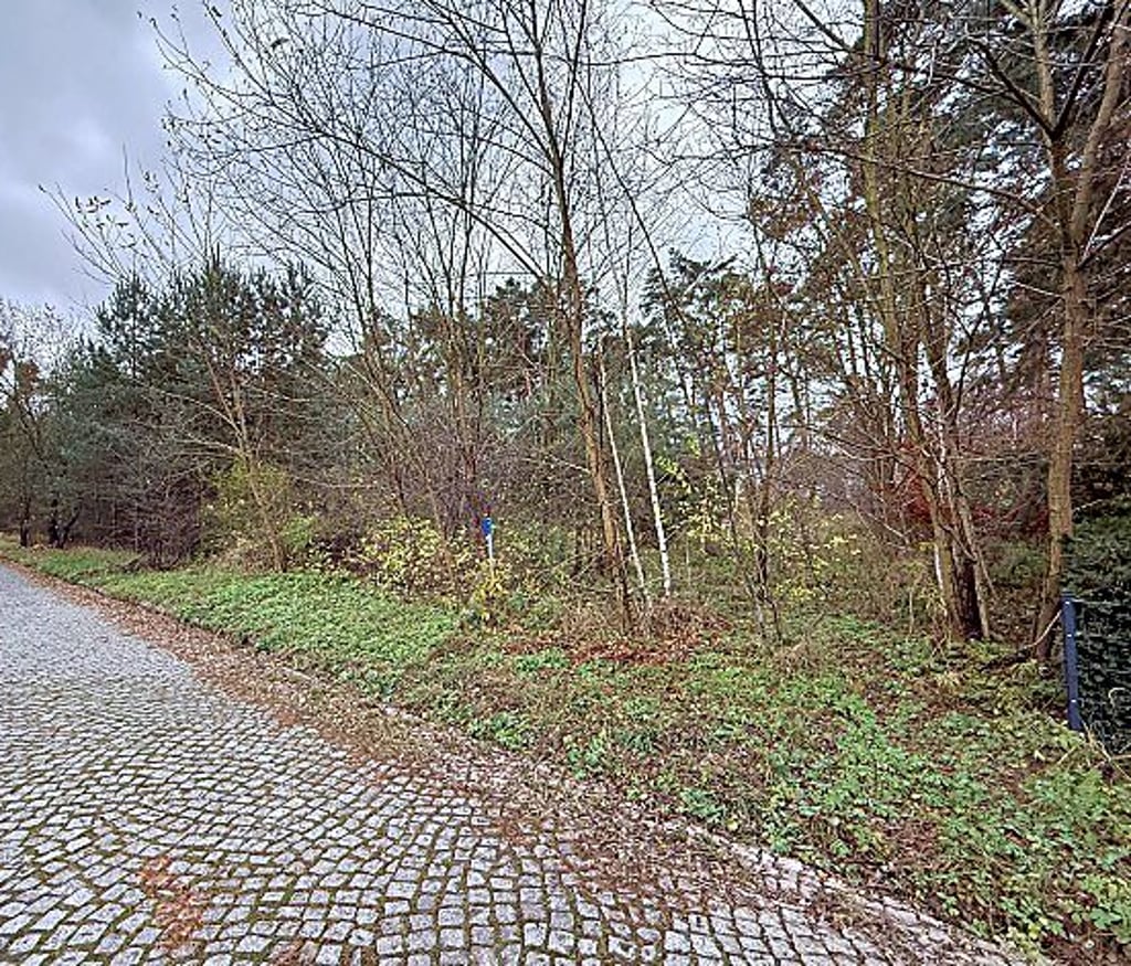 In diesem Waldstück in der Finanzrat-Albert-Straße sollen die Häuser gebaut werden.