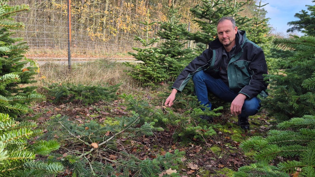 Ein unbekannter Täter haben Nordmanntannen von der Weihnachtsbaumplantage von Landwirt Candy Beckurts aus Peulingen bei Stendal gestohlen.