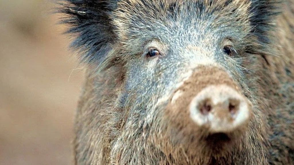 Die PFAS-Konzentration in den Schweinlebern ist zu hoch.