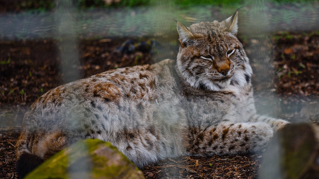 Das Luchsgehege im Tierpark Merseburg soll mit Leader-Fördermitteln saniert werden und ist zentraler Baustein im neuen Masterplan für den Südpark.