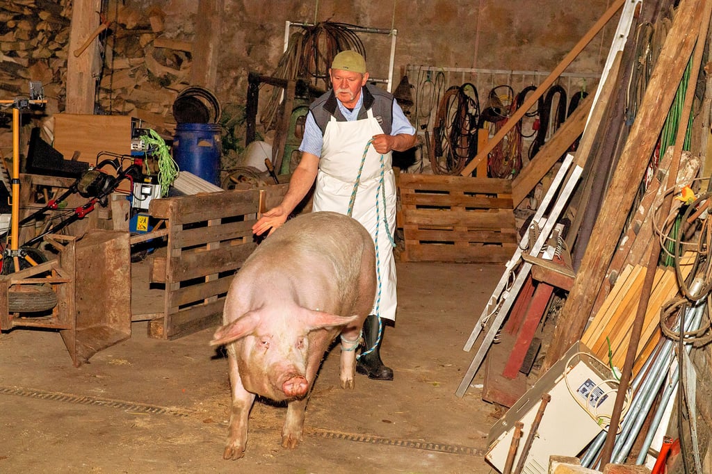 Ganz ruhig lenkt Dietmar Wilczak die Sau vom Stall ins Löbitzer Schlachthaus. Im mangelnden Wissen, was gleich mit ihr geschieht, läuft sie freiwillig mit und erlebt ein vergleichsweise stressfreies Lebensende.