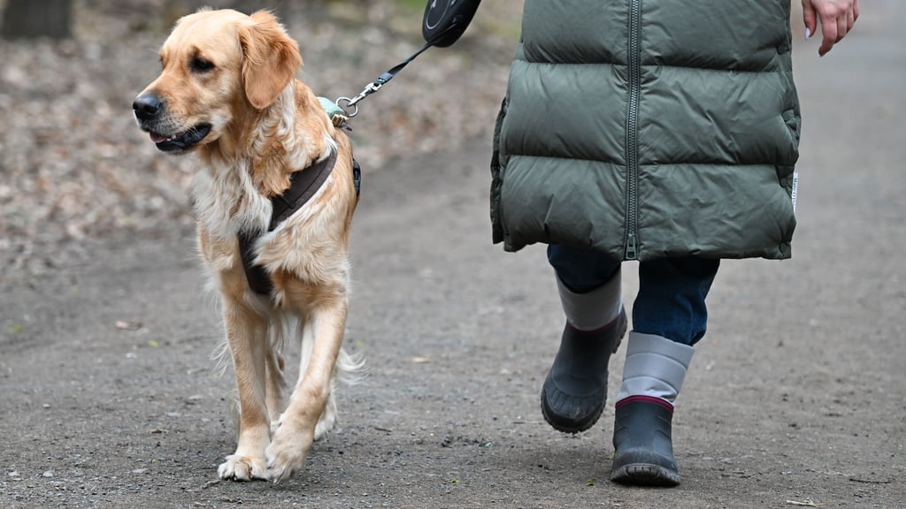 Hundebesitzer zahlen in Sachsen-Anhalt unterschiedlich viel Hundesteuer, denn diese ist Sache der Kommunen.