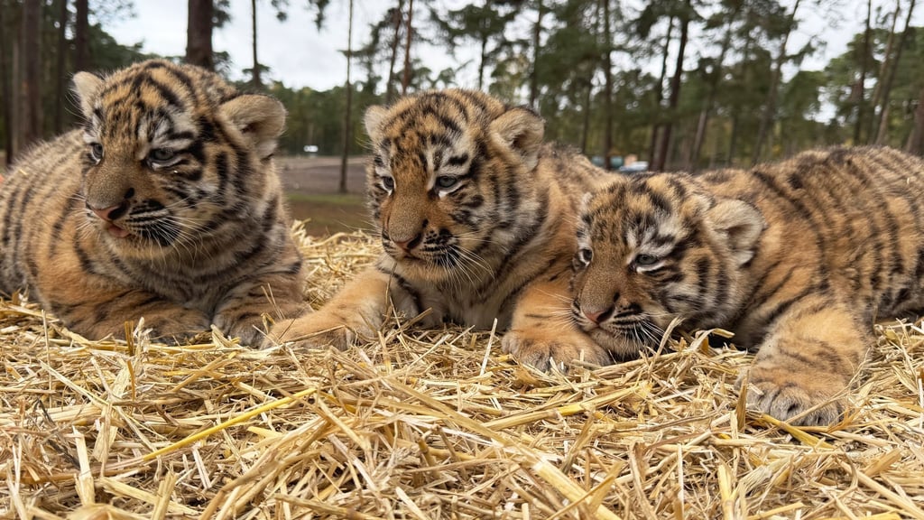 Diese drei Tigerbabys wurden im Serengeti-Park in Hodenhagen geboren.