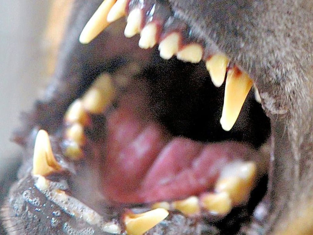 Gleich zwei Bissattacken hat es auf dem Karlsplatz gegeben.