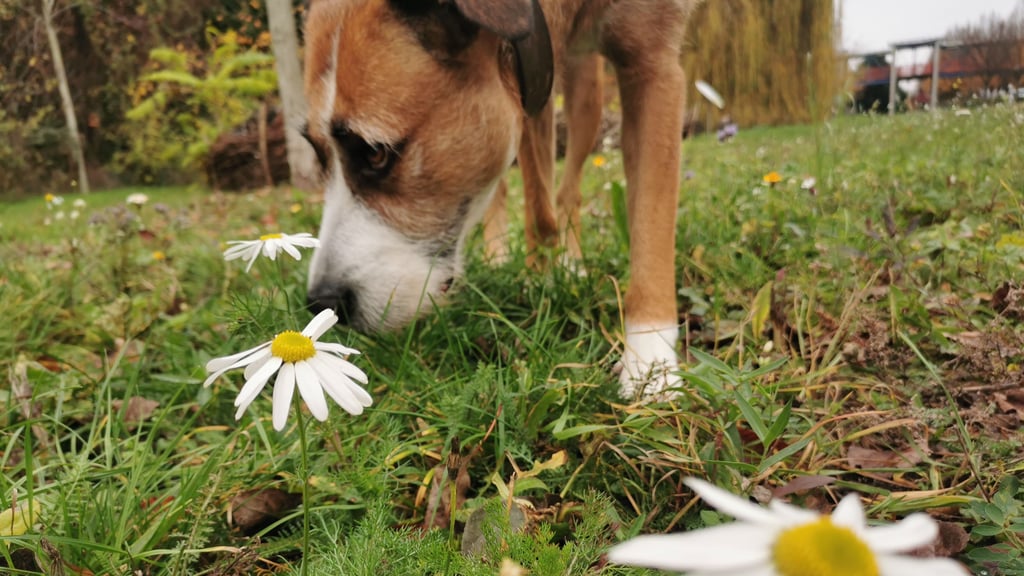 Hündin Wilma schnuppert frische Kamille – mitten im November. In Magdeburg sorgt momentan eine sommerbunt blühende Wiese in Buckau für Verwunderung.