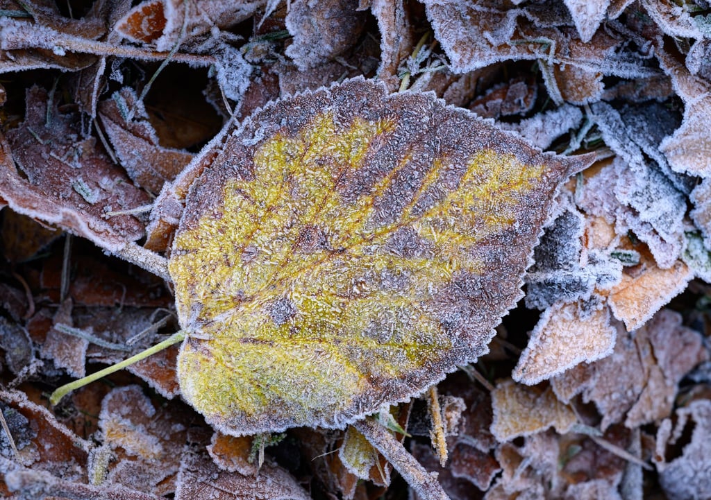 Zum Wochenende hin werden die Temperaturen winterlich.