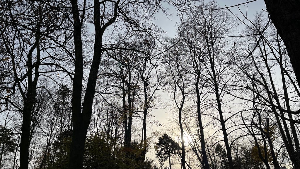 Blick in den herbstlichen Lenssenpark in Zeitz, den viele wegen seiner alten Bäume lieben.