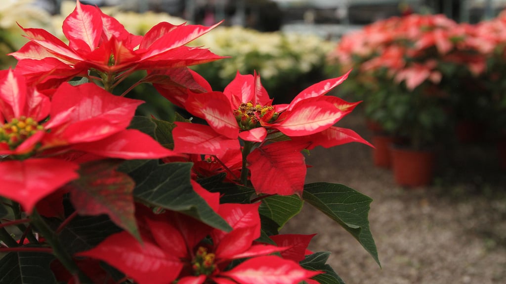 Weihnachtssterne lieben Wärme und Licht, aber Staunässe ist ihr Feind.