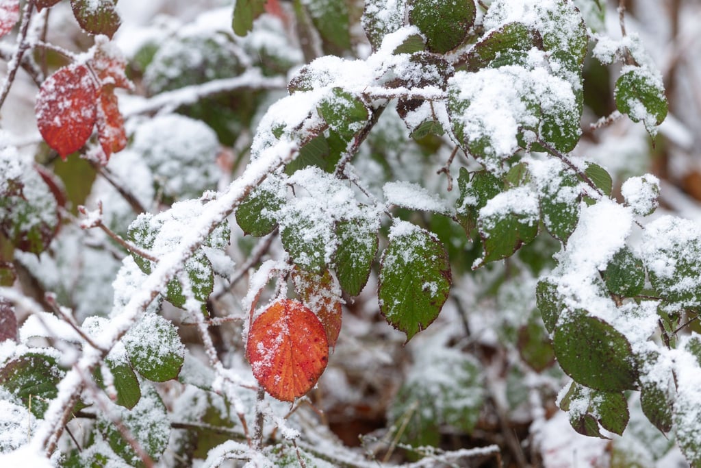 Für den Thüringer Wald hat der Deutsche Wetterdienst Dauerfrost angekündigt. (Archivbild)