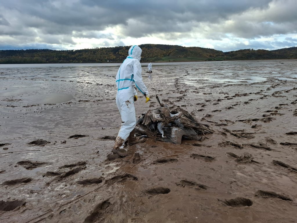 Hunderte an Vogelgrippe verstorbene Kraniche werden am Stausee Kelbra eingesammelt.