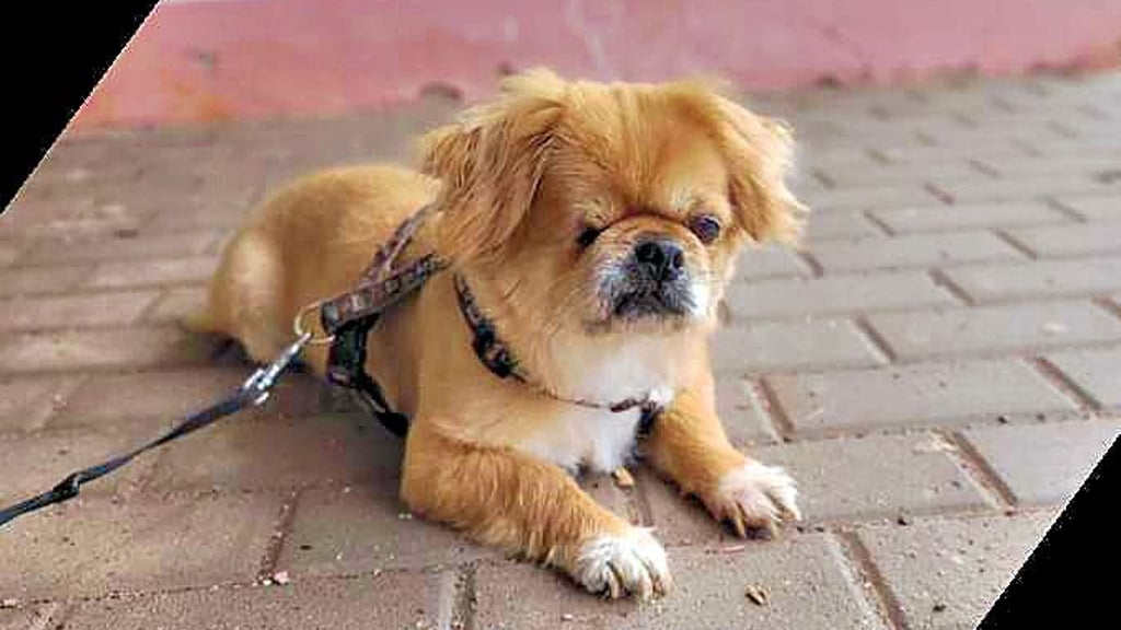 Die an einer Bushaltestelle ausgesetzte Hündin. Sie hat jetzt ein neues Zuhause.