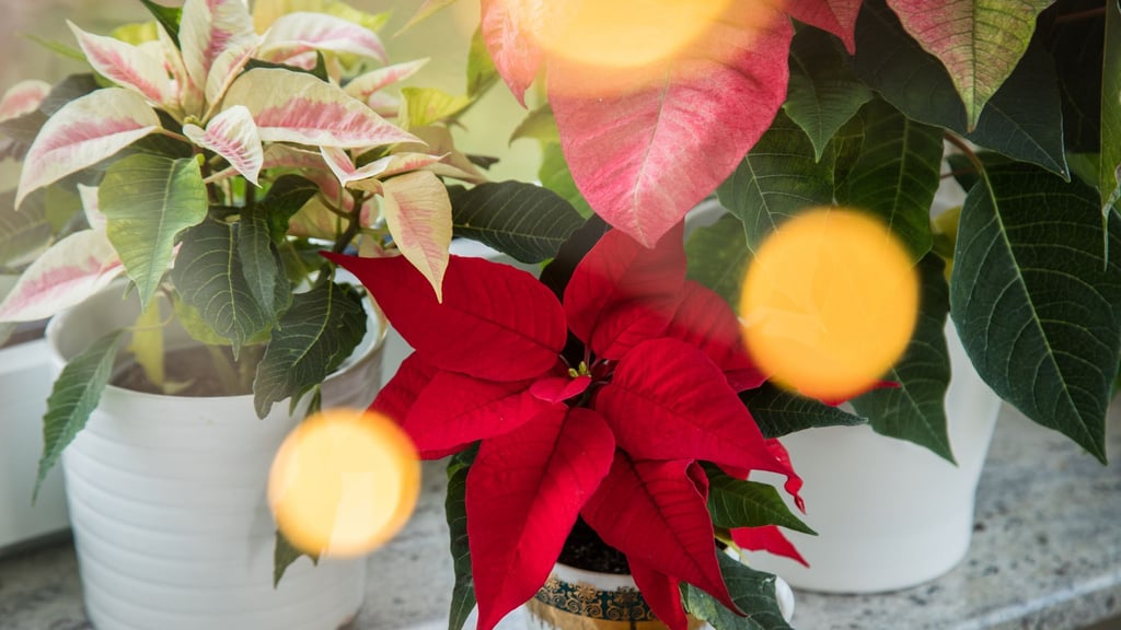 Ein leuchtender Weihnachtsstern schmückt die Fensterbank und bringt festliche Stimmung ins Zuhause.