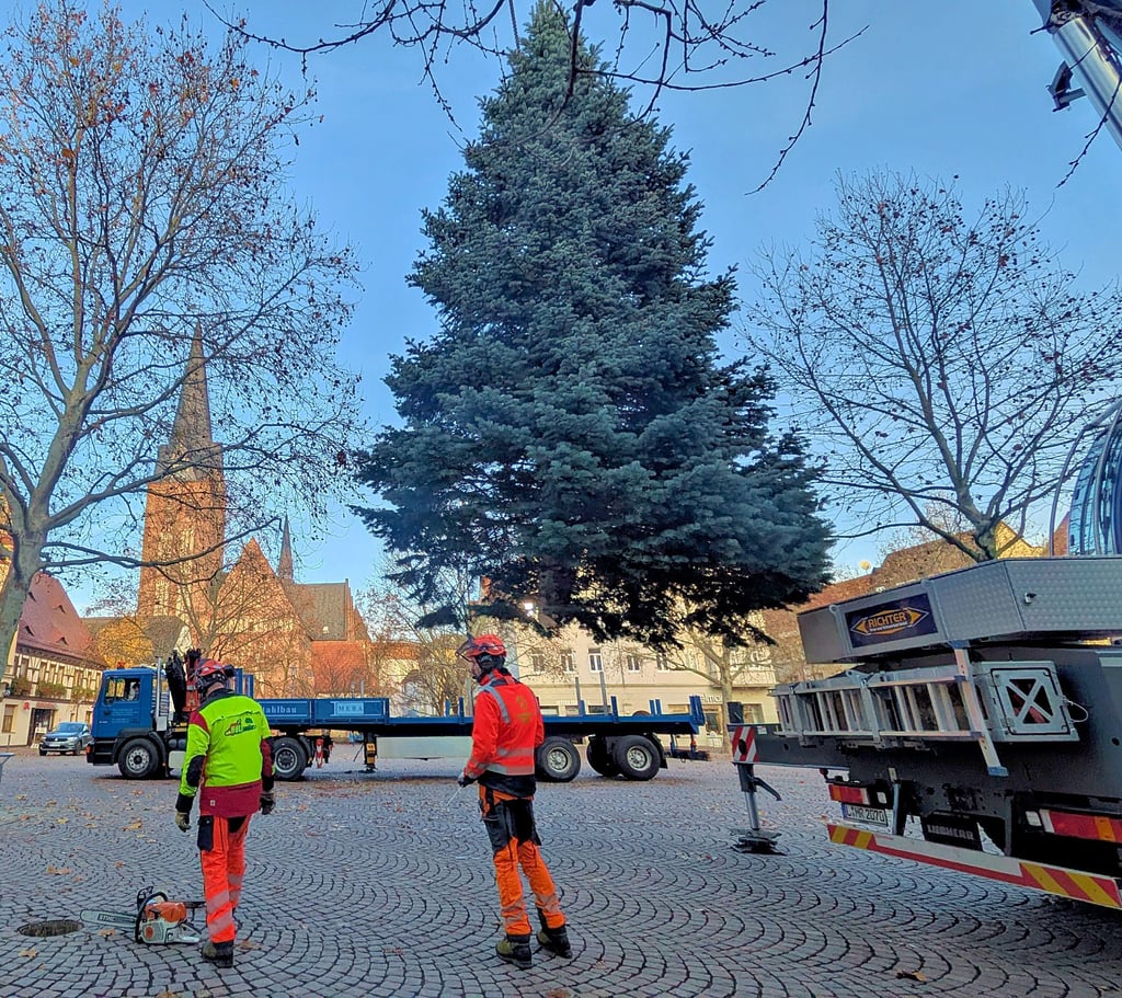 Da schwebte er durch die Lüfte: der Bitterfelder Weihnachtsbaum 2025. 