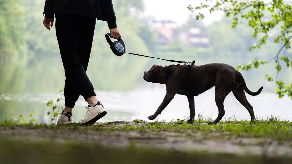 Staßfurts Politik diskutiert derzeit die  Hundesteuersatzung.