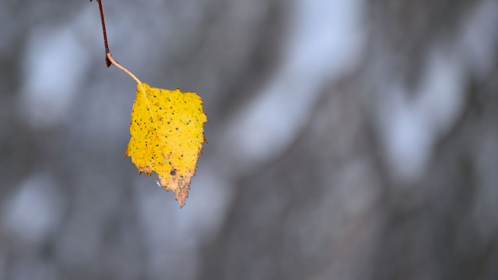 Zum Wochenende hin werden die Temperaturen winterlich.
