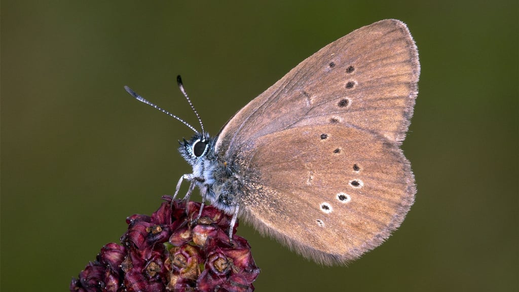 Der Dunkle Wiesenknopf-Ameisenbläuling ist der „Schmetterling des Jahres“ 2026 .