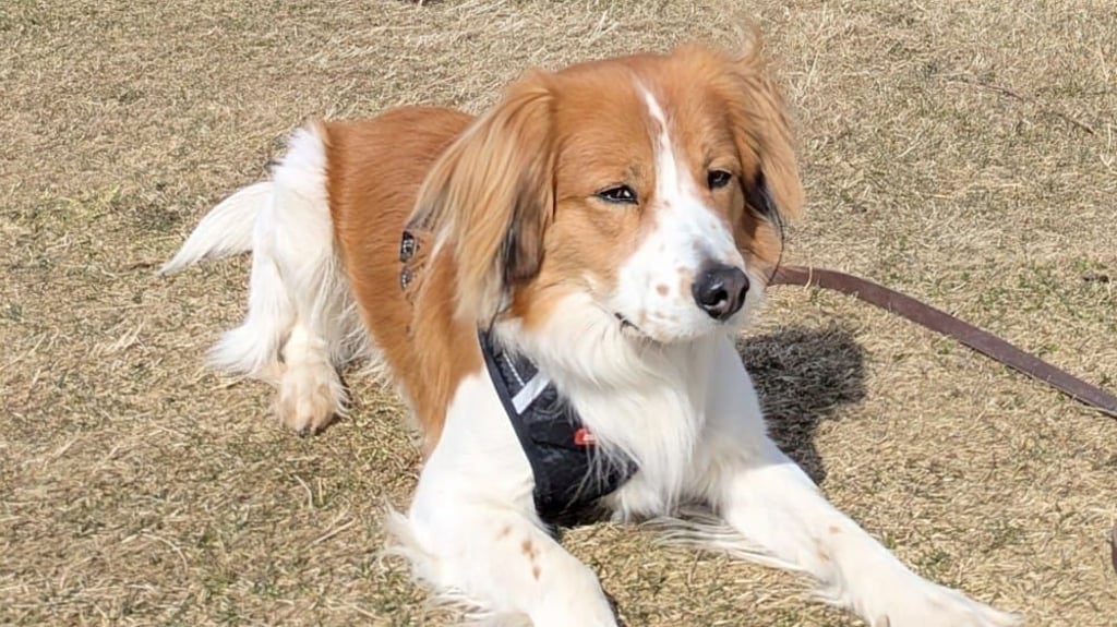 Der Nederlandse Kooikerhondhje (Holländischer Wasserwildhund) Ayko bei einem Ausflug mit der Familie.