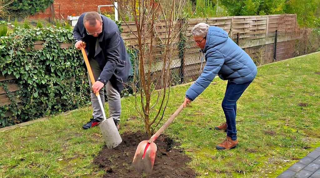 Gemeinsam werden Magnolien im Wohnpark gepflanzt. 