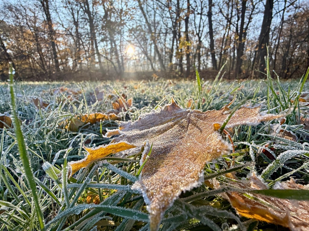 Eine Novembermorgen im Georgengarten: Der erste Frost ist da. 