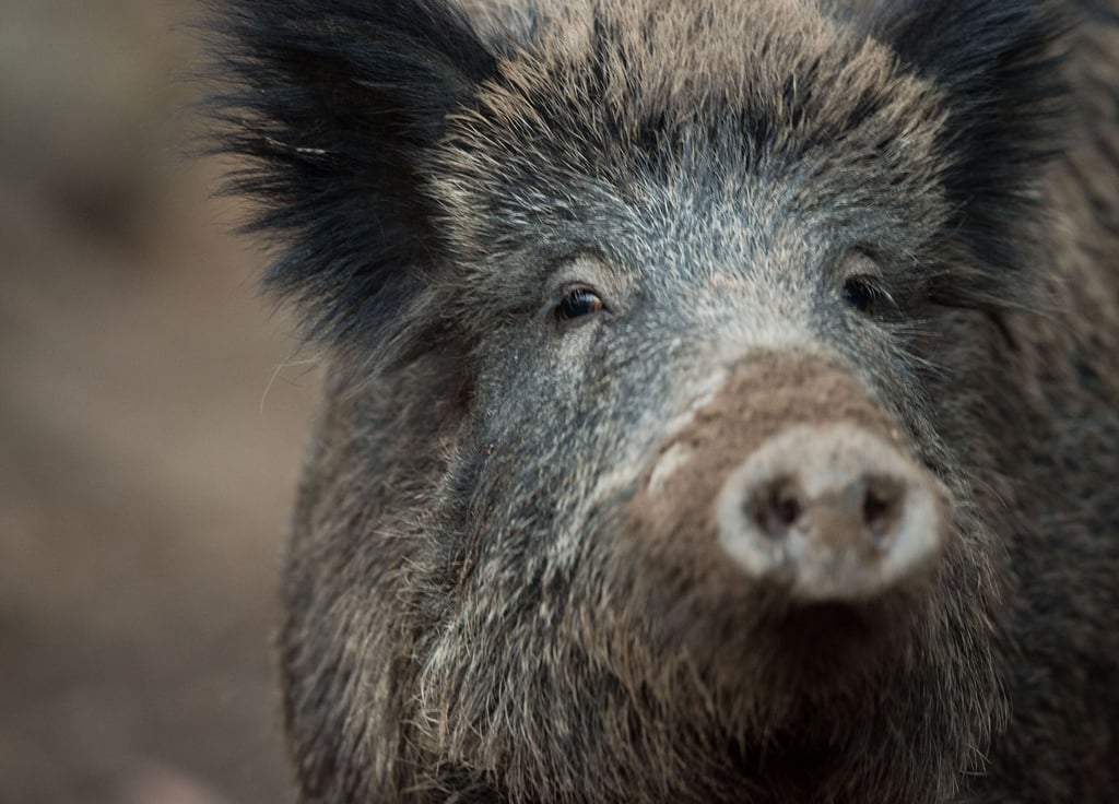Im Spätherbst und Winter Dauergast in der Dölauer Heide: Wildschweine - sehr zum Leidwesen von Heidebad-Betreiber Mathias Nobel. Dessen Strandbad wird derzeit von einer Rotte  heimgesucht, die großen Schaden anrichtet. 