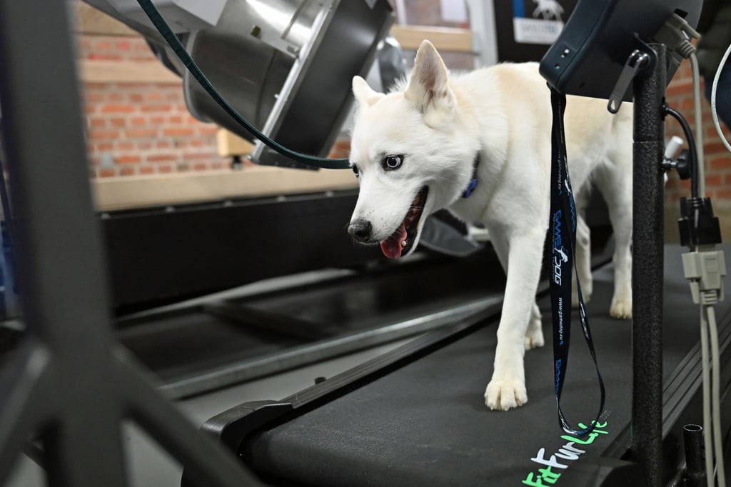 Eine neue Anlage ermöglicht präzise Aufnahmen von Tieren in Bewegung.