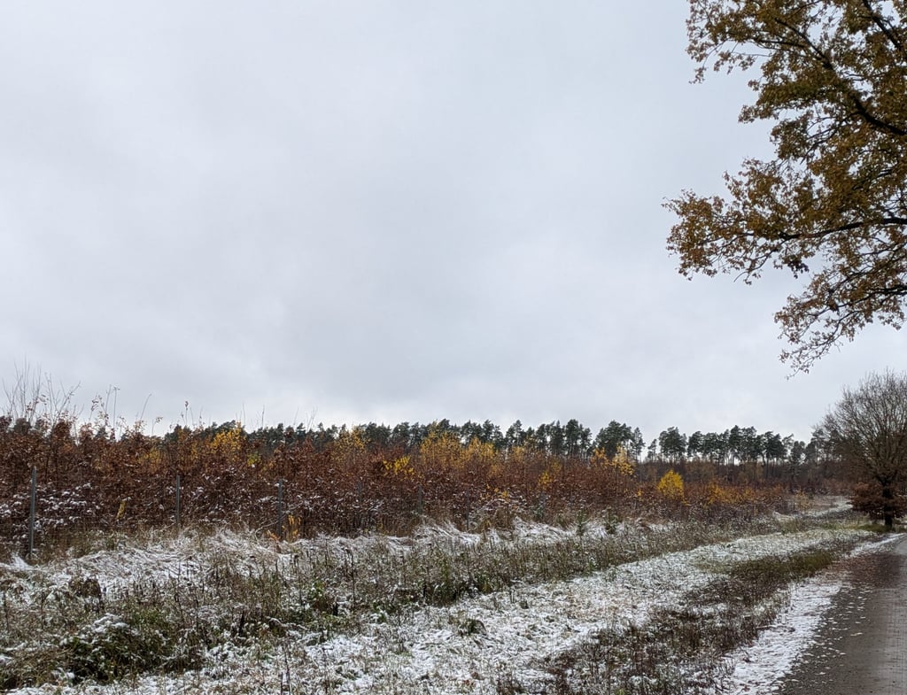 Teils schon drei Meter hoch sind die jungen Eichen nahe der B 188 gewachsen und haben Trockenheit und Spätfrösten getrotzt. Sie dürfen nun bleiben - eventuell als Versuchsfläche.