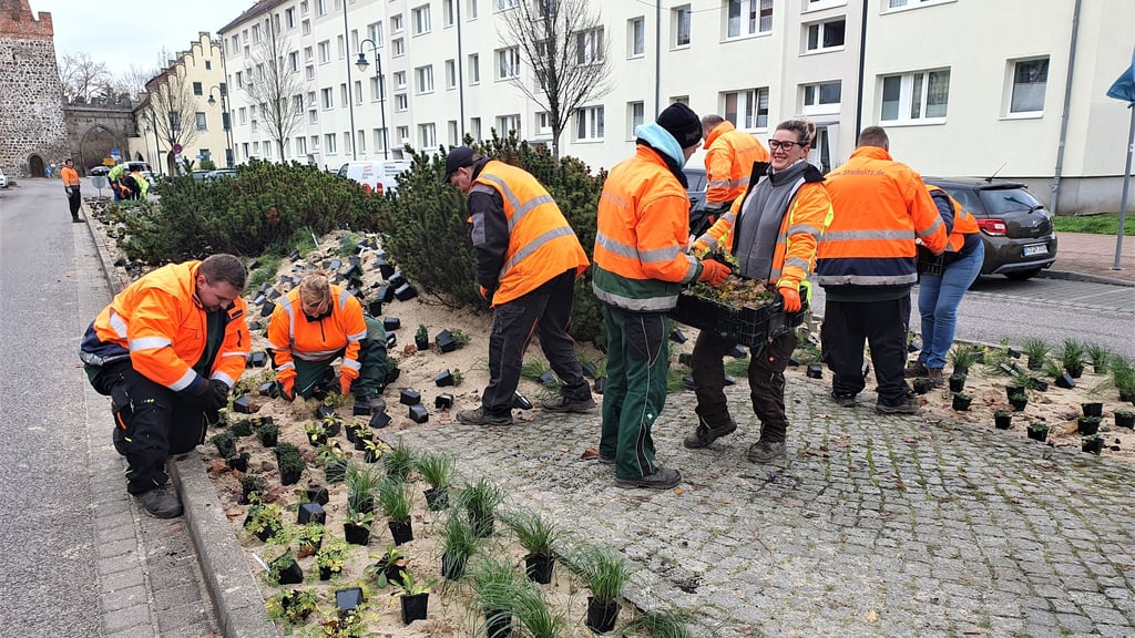 Mitarbeiter der Firma Garten- und Landschaftsbau Stackelitz haben die Verkehrsinsel auf der Zerbster Heide neu bepflanzt.