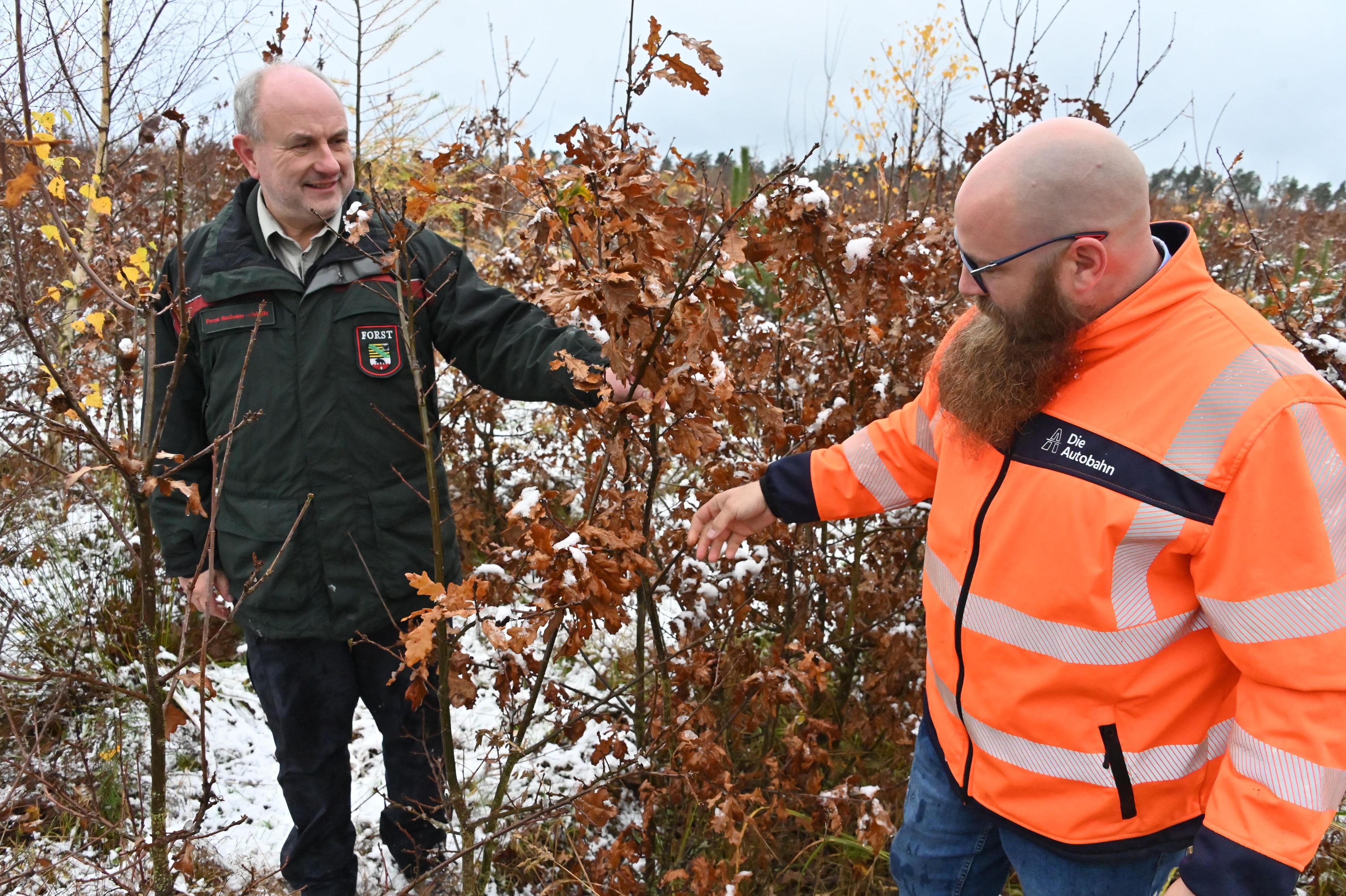 Falsche Eichen an der A14: Land stoppt Rodung in der Altmark nach Prüfung