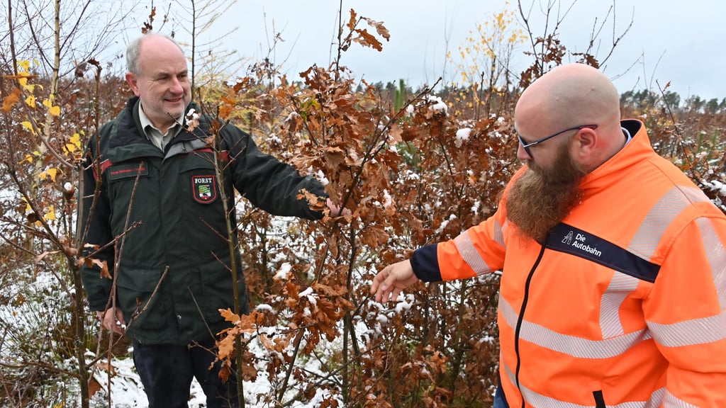 Forstfachmann Andreas Kriebel (l.) und Steffen Kauert von der Autobahn GmbH stehen in der Schonung mit den falschen Eichen in Hottendorf bei Gardelegen. Für die Genehmigung der A14 im Norden von Sachsen-Anhalt mussten 280.000 Eichen neu gepflanzt werden. Es wurde aber eine falsche Sorte gepflanzt - Auftakt für eine Behördenposse.&nbsp;