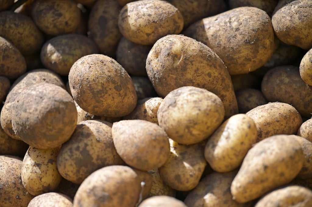 Die Kartoffelernte in Thüringen fiel in diesem Jahr überdurchschnittlich hoch aus. (Symbolbild)