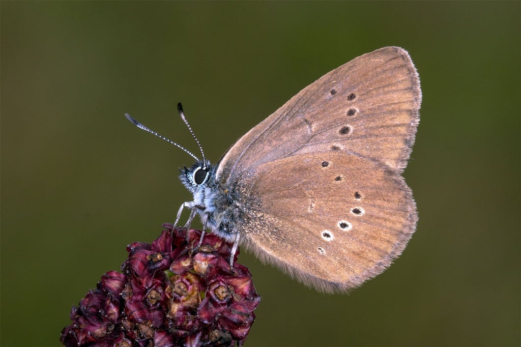 Der Dunkle Wiesenknopf-Ameisenbläuling ist der „Schmetterling des Jahres“ 2026 .