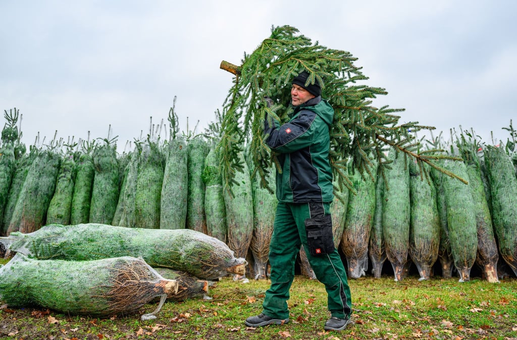 Mit dem Schlagen der ersten Tannen hat die Weihnachtsbaum-Saison in Brandenburg begonnen.