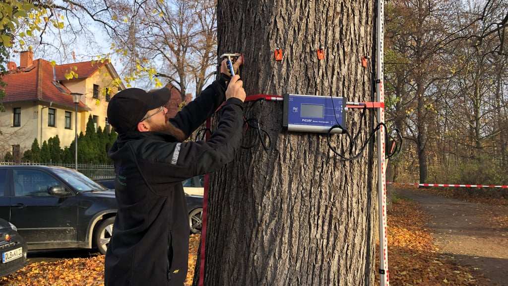 David Sassmann vom Sachverständigenbüro Amtage führt an der Linde im Brühl in Quedlinburg eine Schalltomografie durch.