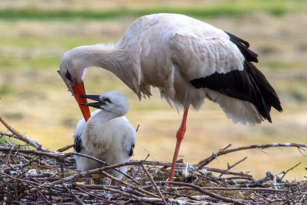 Ein Storch sitzt bei seinem Küken. (Archivfoto)
