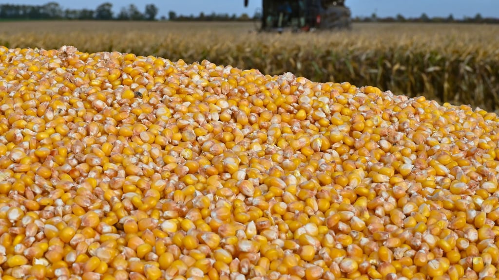 Landwirte in Brandenburg haben mehr Körnermais geerntet und die Anbauflächen sind größer geworden. (Archivbild)