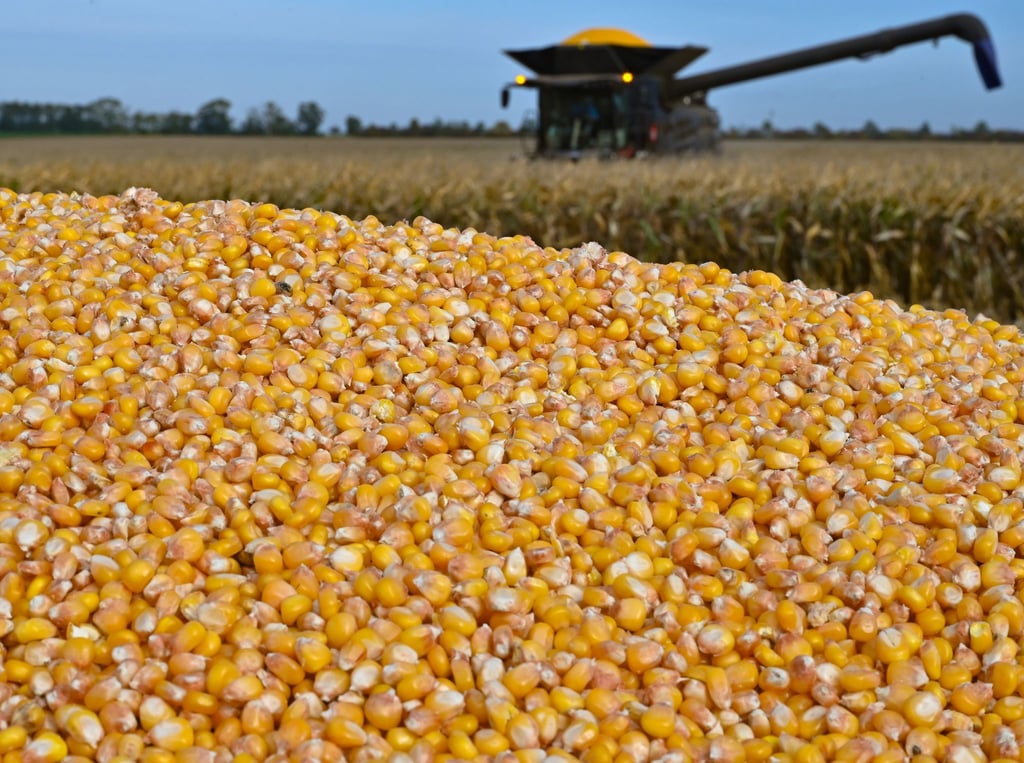 Landwirte in Brandenburg haben mehr Körnermais geerntet und die Anbauflächen sind größer geworden. (Archivbild)