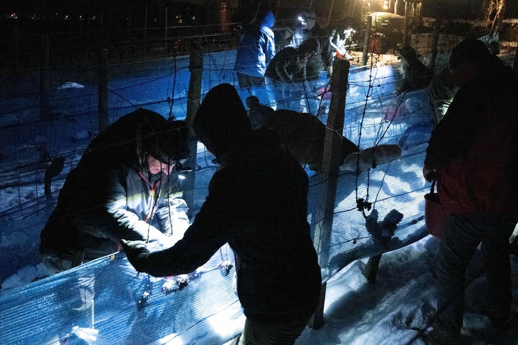 An diesem Wochenende soll im Elbtal wieder Eiswein gelesen werden. (Archivbild)