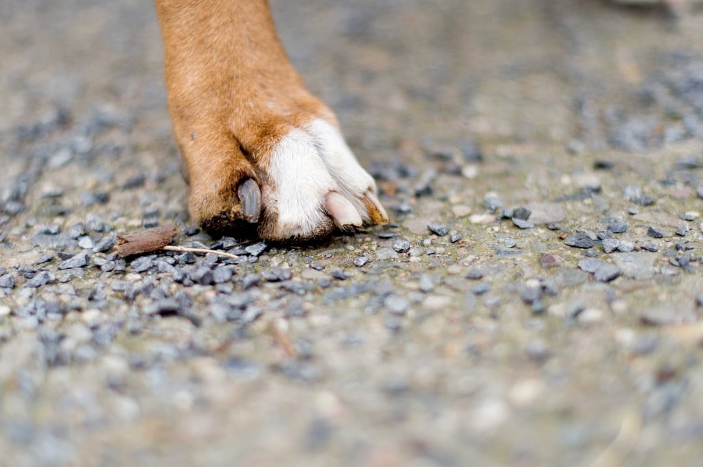 Eine Frau aus Mansfeld-Südharz muss mit Strafen wegen schlechter Haltung ihrer Hunde rechnen. (Symbolbild)