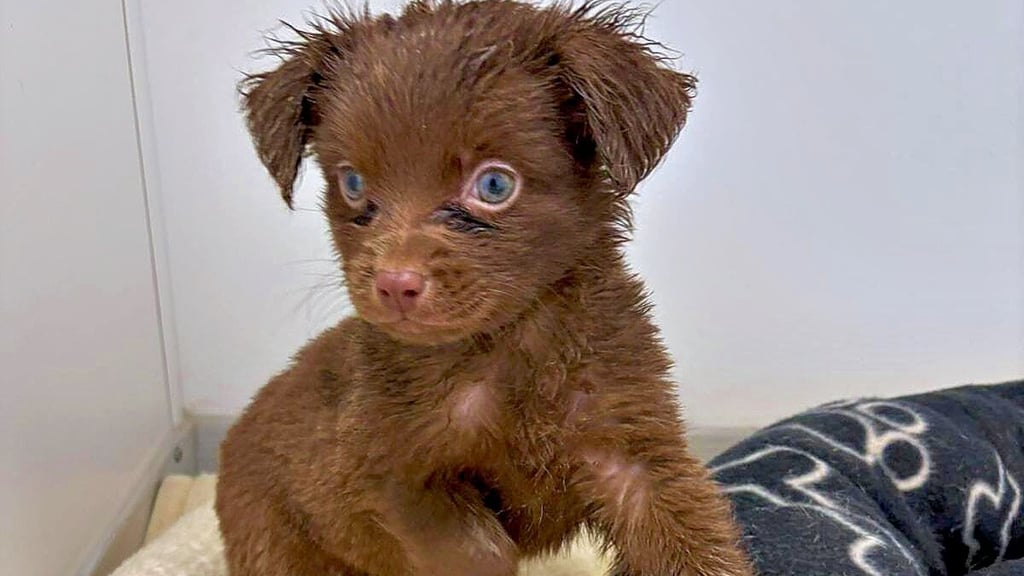 Auch dieser erst wenige Wochen alte Welpe wurde aus dem Haus an der B 242 gerettet.  