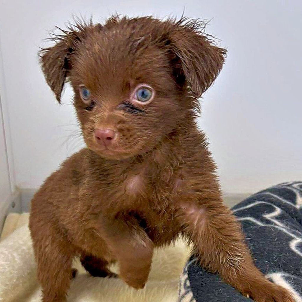 Auch dieser erst wenige Wochen alte Welpe wurde aus dem Haus an der B 242 gerettet.  