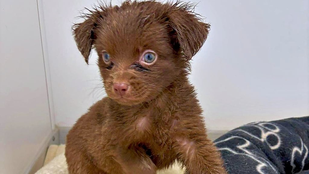 Auch dieser erst wenige Wochen alte Welpe wurde aus dem Haus an der B 242 gerettet.